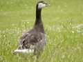 Barnacle Goose x Greylag Goose hybrid